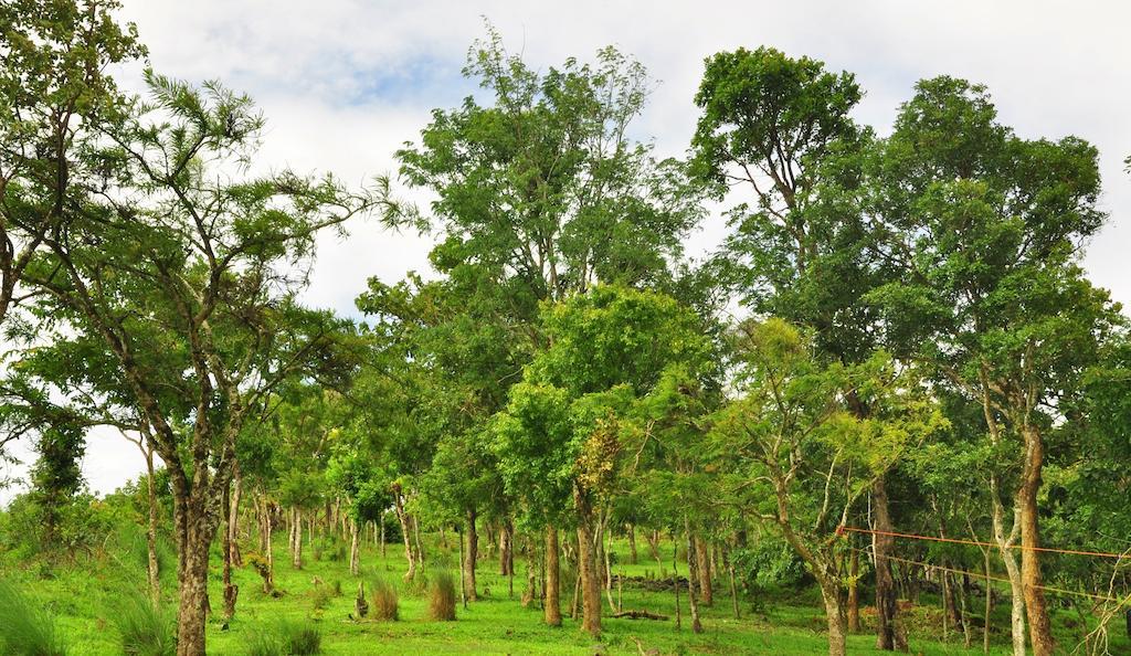 Punarjani Ayurvedic Resorts Ramakkalmedu Esterno foto